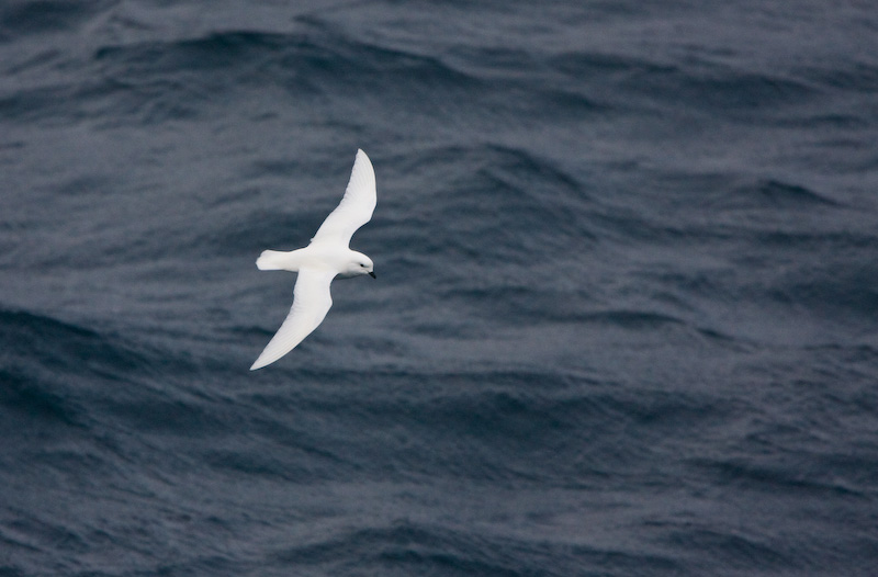 Snow Petrel In Flight